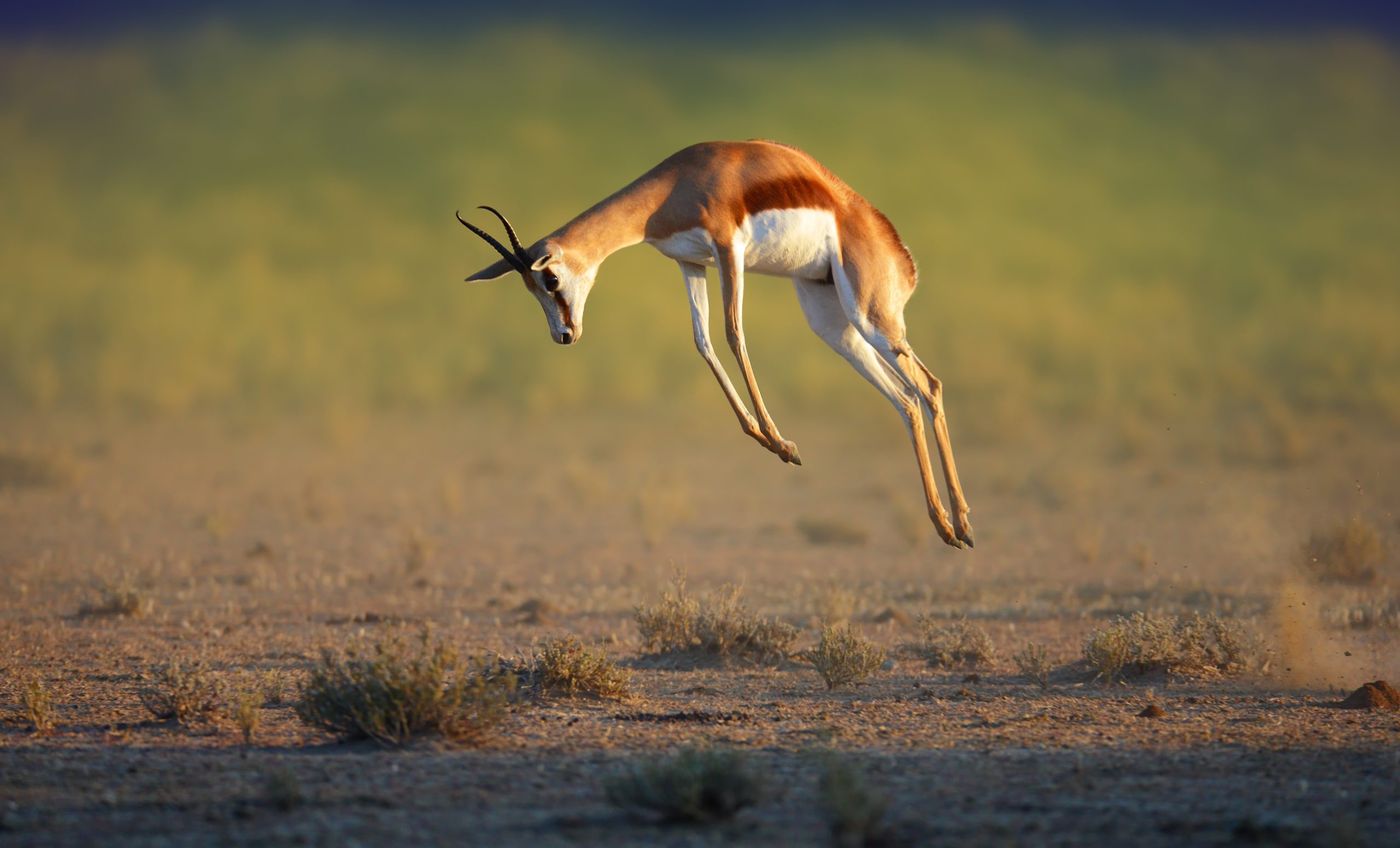 Springbok on the farm — Kalahari Farmstead & Cottage