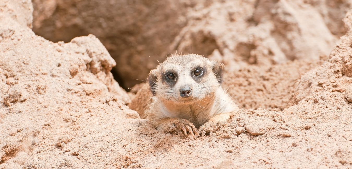 One of the meerkats — Kalahari Trails Nature Reserve
