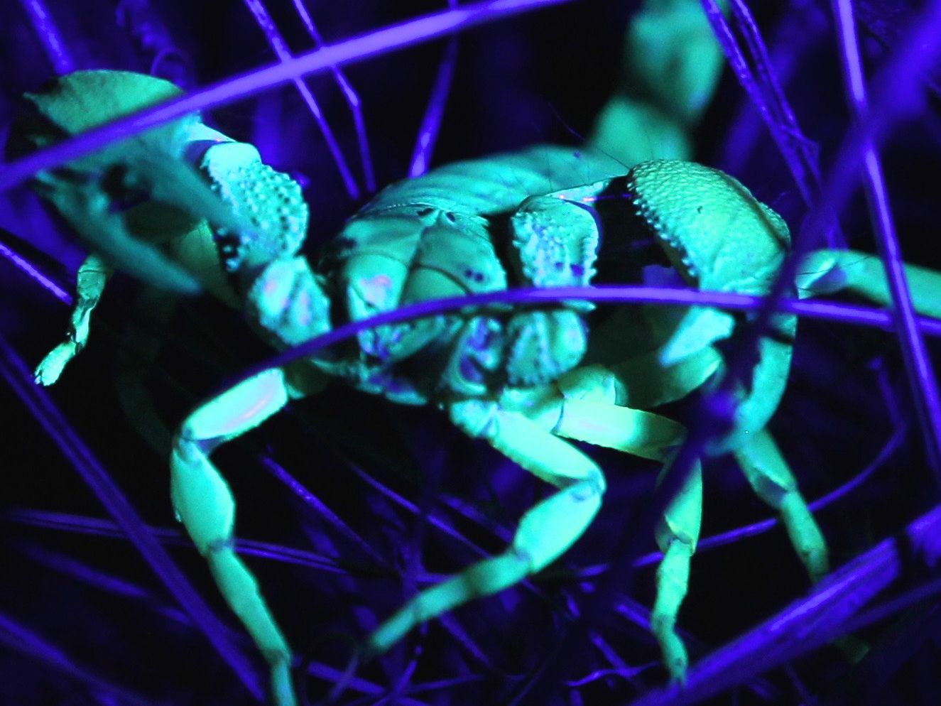 A scorpion under ultraviolet light — Kalahari Trails Nature Reserve