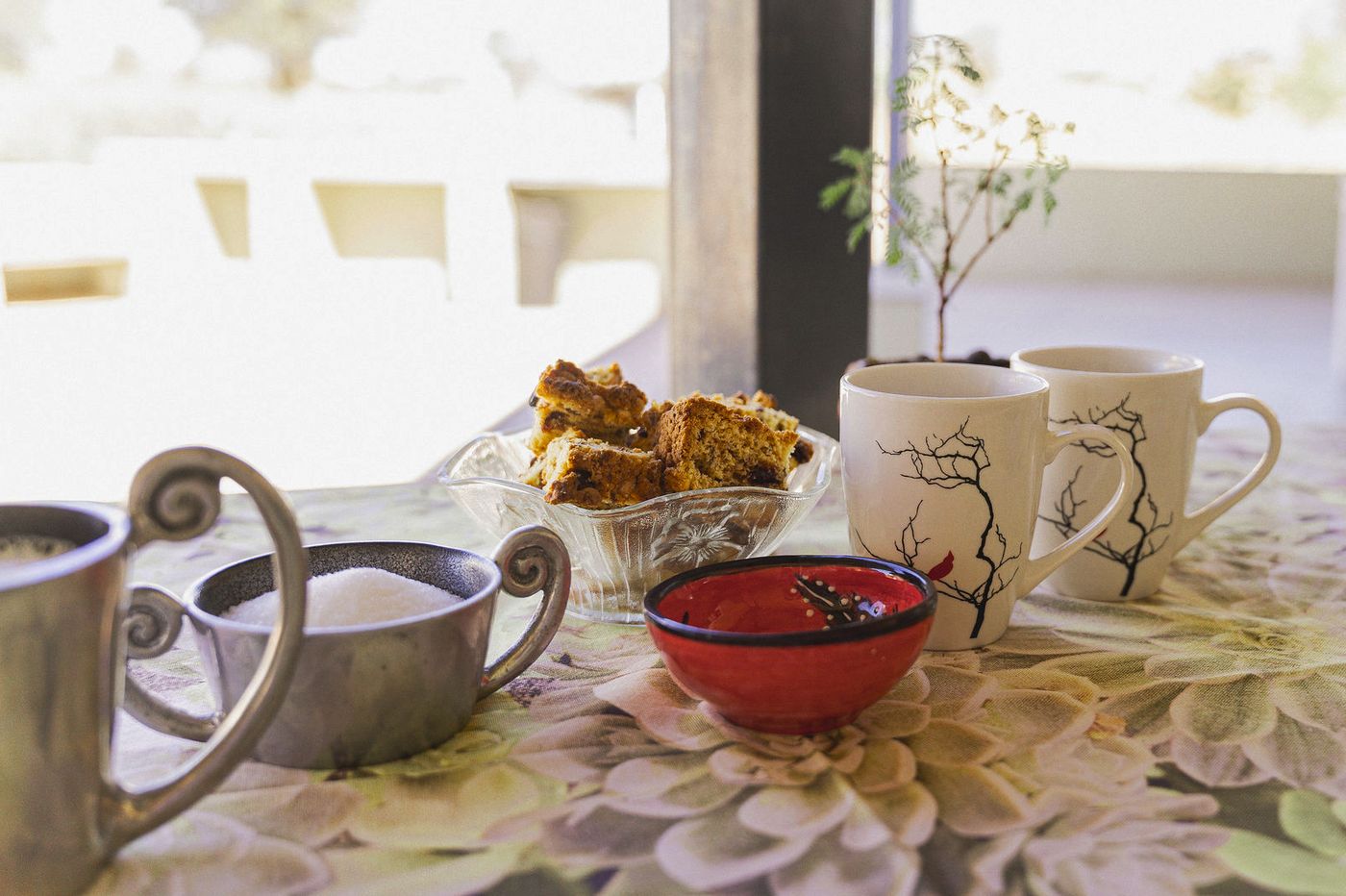 Coffee and tart — Kameelboomkoelte