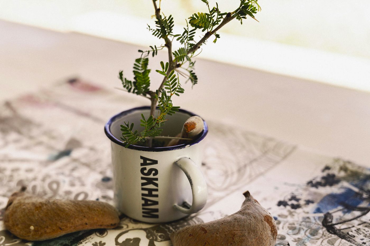 Askham in a cup — Kameelboomkoelte