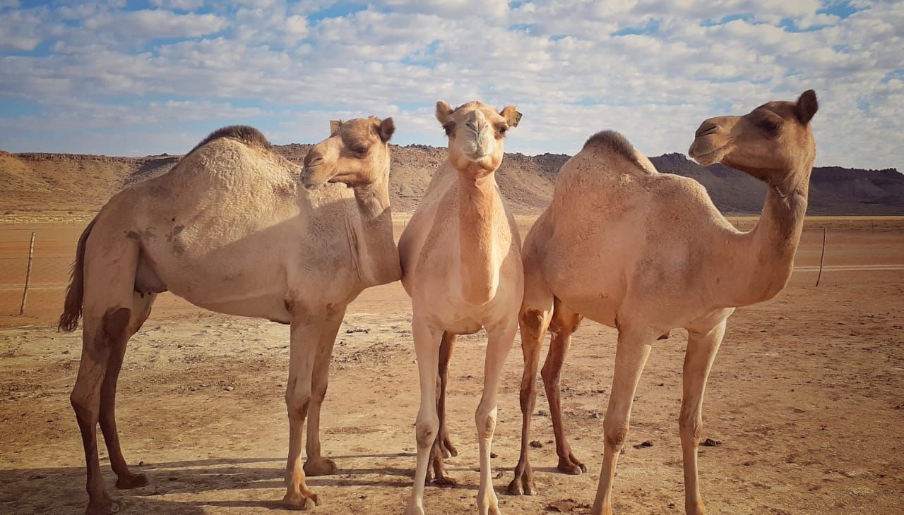 Three of the herd — Koppieskraal Camel Farm