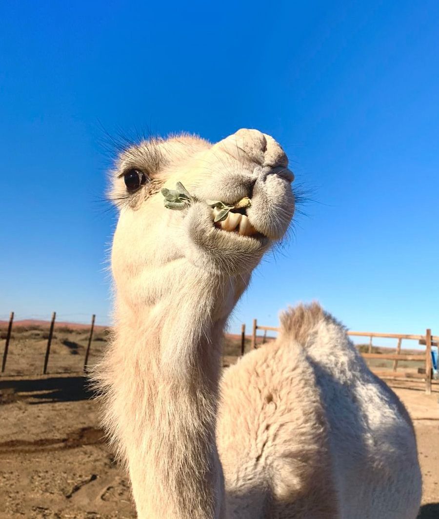A camel — Koppieskraal Camel Farm