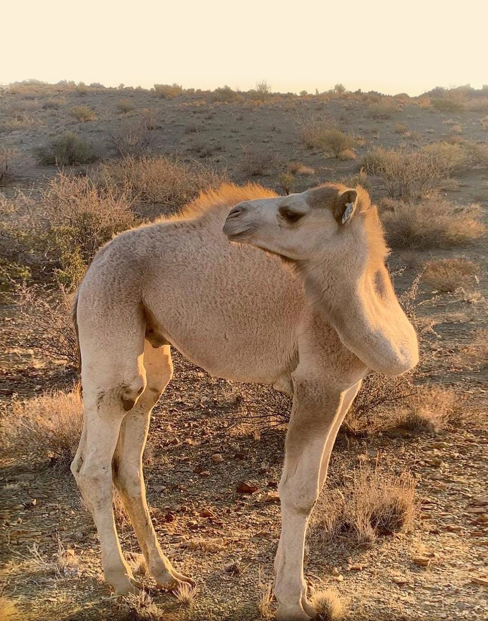 A young camel — Koppieskraal Camel Farm