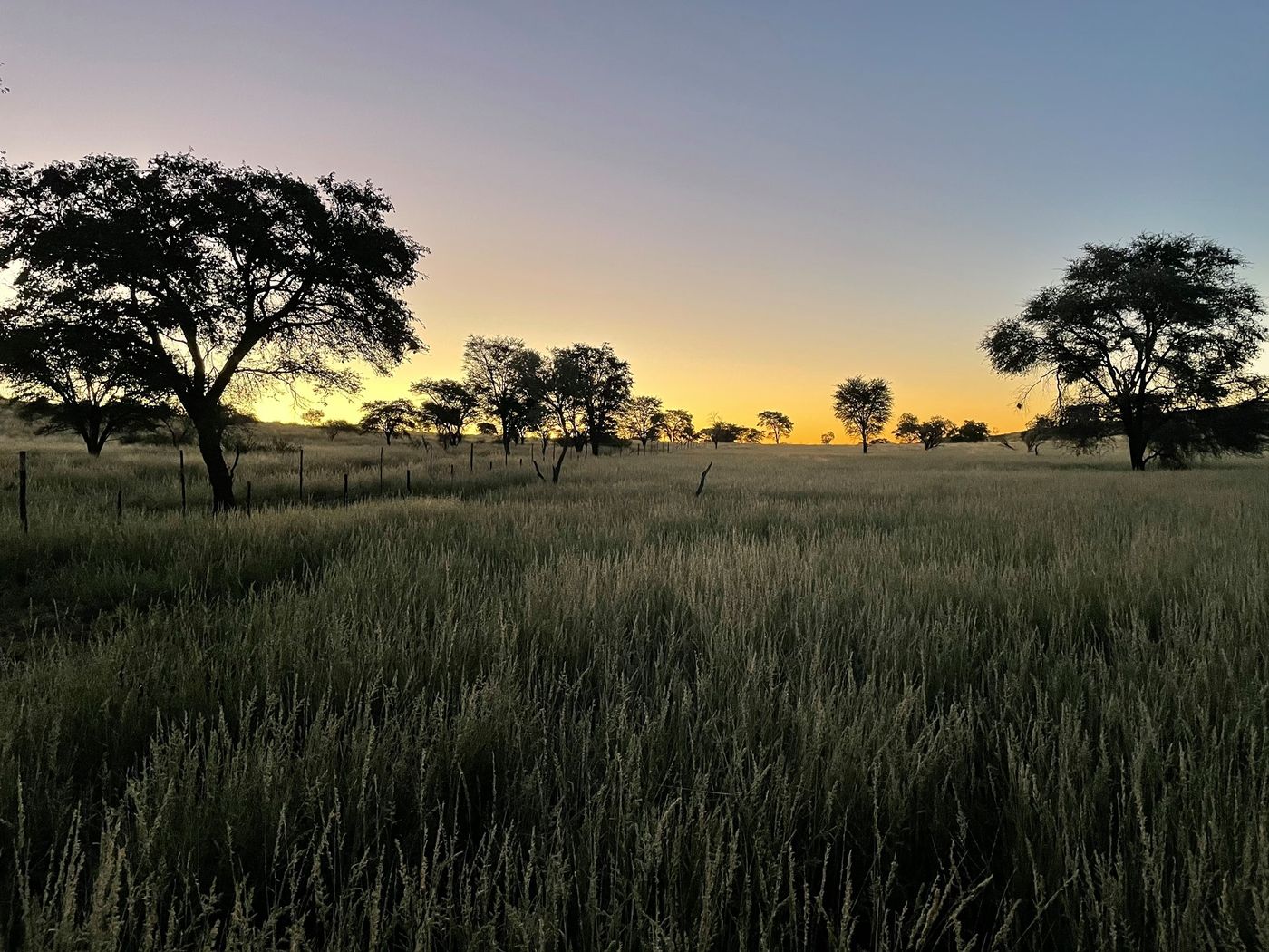 Sunset over the grass — Thirstland Trails