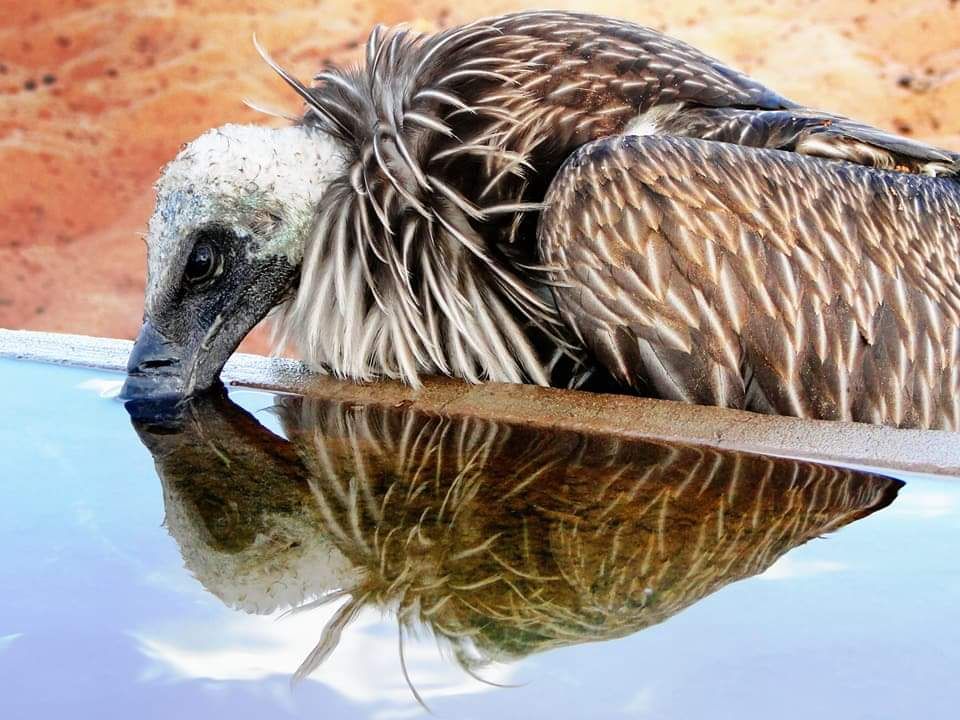 A lappet-faced vulture at the water — Torgos Lodge