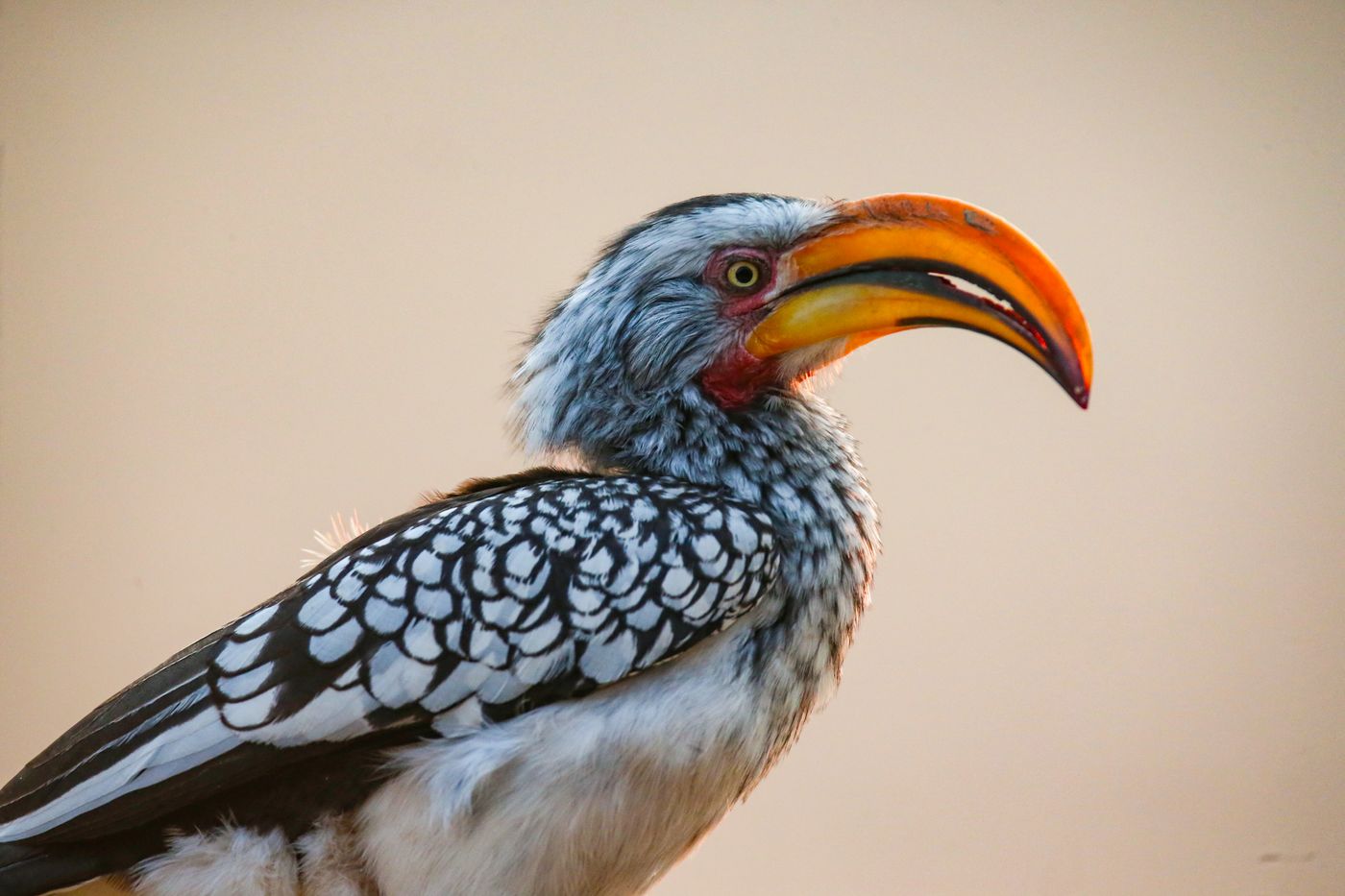Yellow-billed hornbill — Torgos Lodge