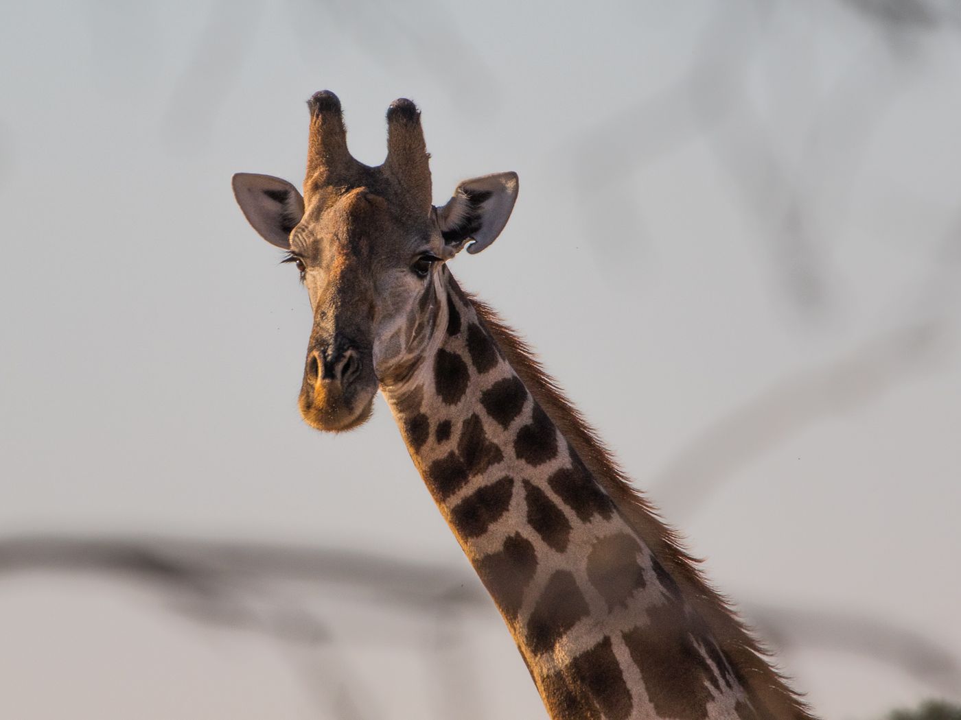 Giraffe — Torgos Lodge