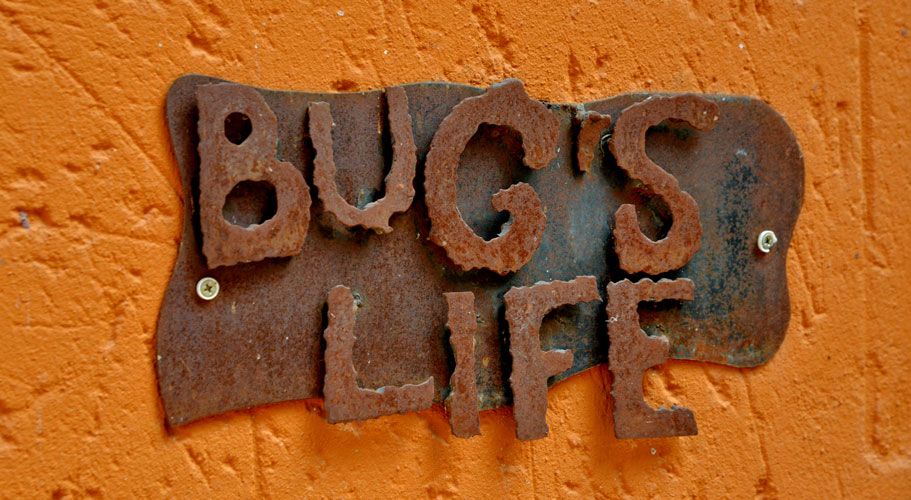 Bug's Life — Van Zylsrus Hotel