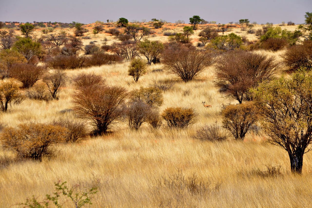 The veld — Van Zylsrus Hotel