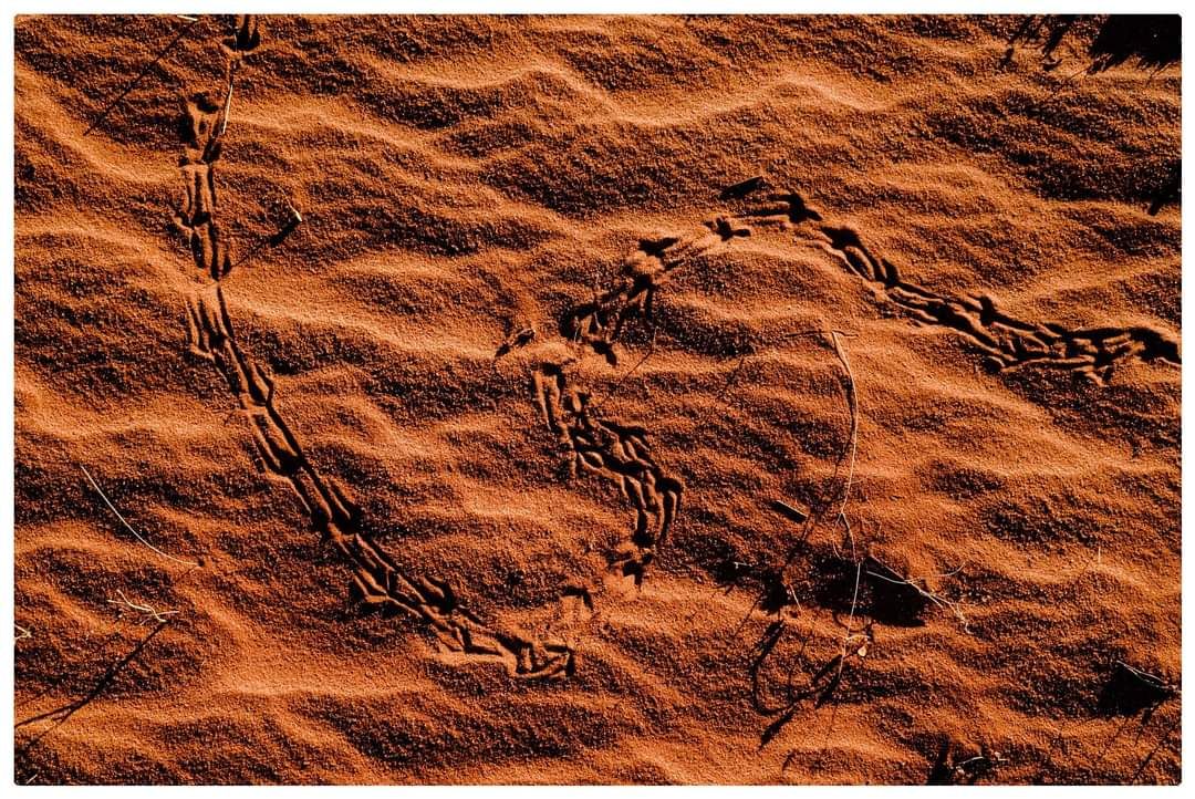 Wind-rippled red sand — Vinkies Kalahari Experience
