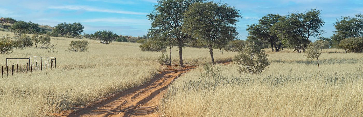A farm track — Vischgat Game Farm