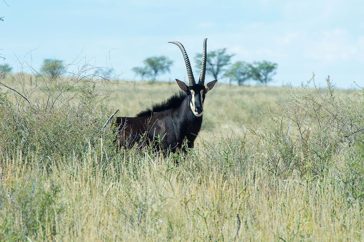 A sable bull — Zoutpanputs Game Lodge