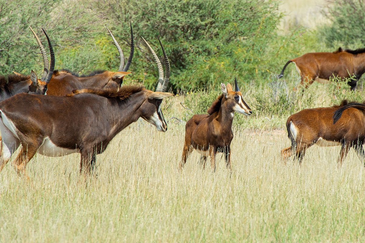 Sable in the grass — Zoutpanputs Game Lodge