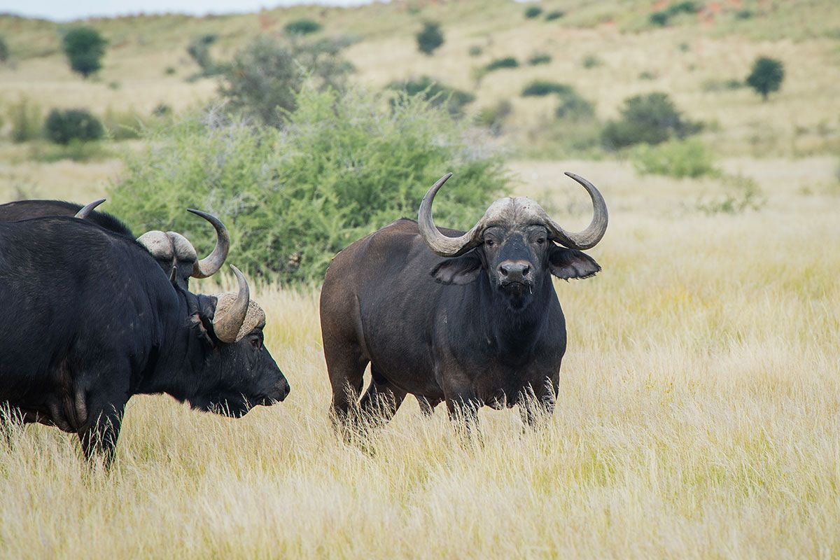 Buffalo — Zoutpanputs Game Lodge