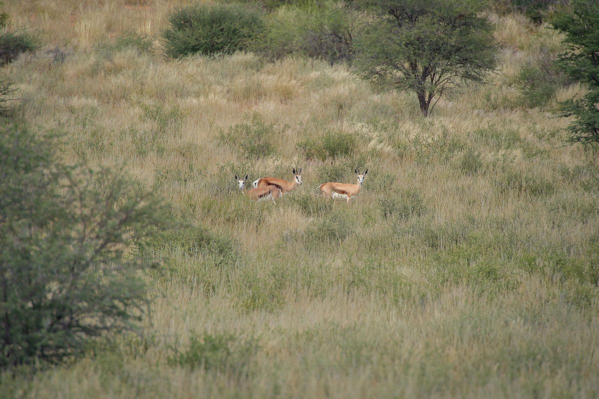 Springbok — Zoutpanputs Game Lodge
