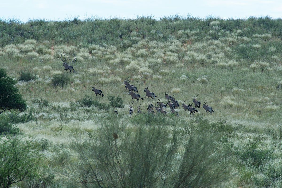 The herd — Zoutpanputs Game Lodge