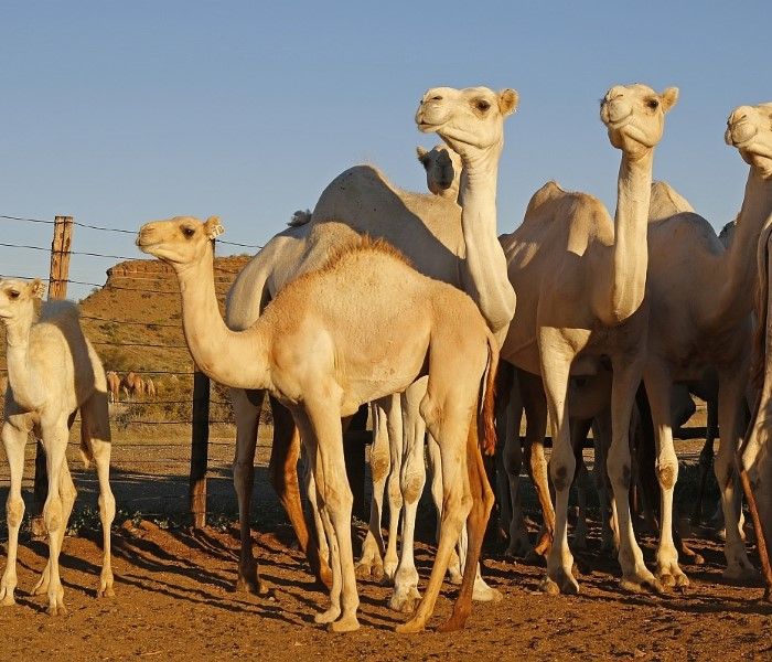Camels of the Koppieskraal herd