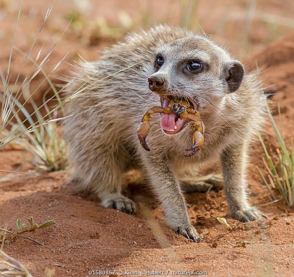 A meerkat calling from the sand