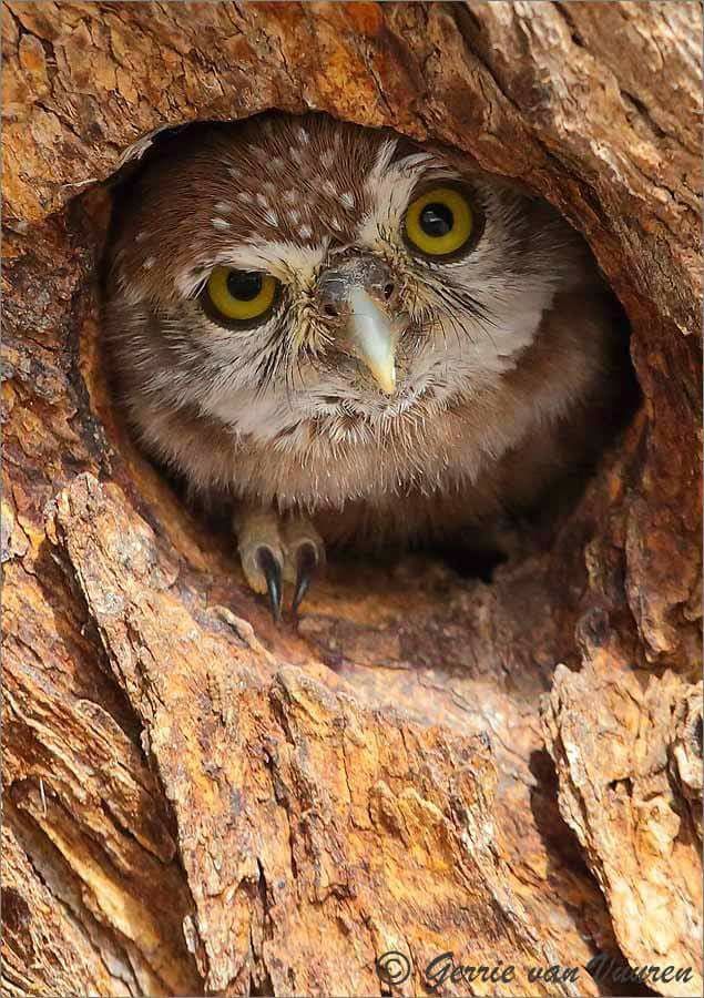 A spotted eagle-owl in a camelthorn hollow